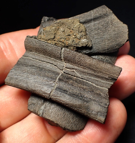 Fossil ichthyosaur jaw bone