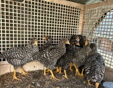 !!VERIFICA DESCRIZIONE