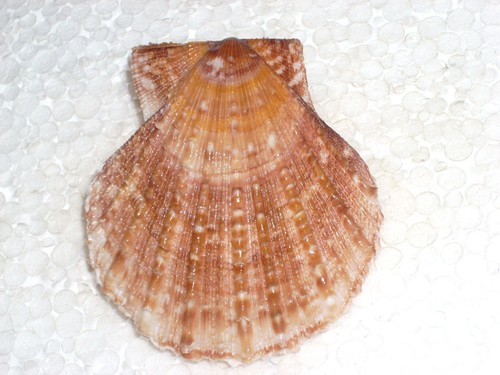 Scaeochlamys farreri unique - scaeochlamys,