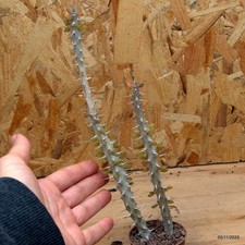 Alluaudia procera Vaso 5.5 cm