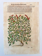 MATTIOLI Xilografia 1500 Botanica Erbario Piante "ATRIPLEX SYLVESTRISS II"