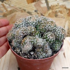 Notocactus uebelmannianus Vaso