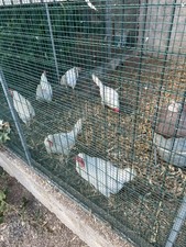 Uova Feconde Di Livornesi