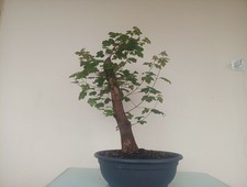 BONSAI ACERO