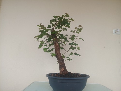Bonsai acero - bonsai,