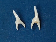 DENTI di SQUALO TORO  naturali