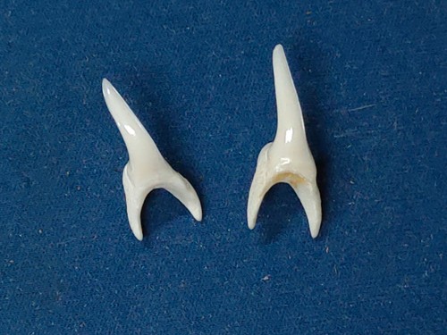 Denti squalo toro - , naturali