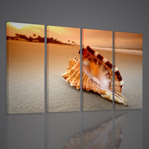 Quadri moderni conch sea - quadri,