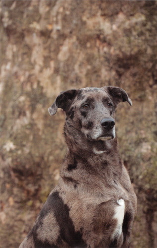 Dog postcard catahoula - postcard,