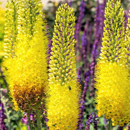 Eremurus coda volpe - di,