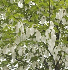 Albero di colomba fazzoletto