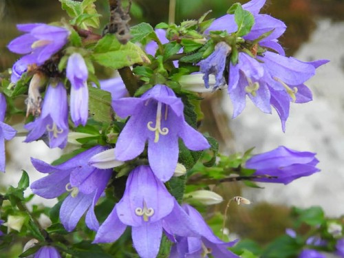 Campanula trachelium viola - campanula,