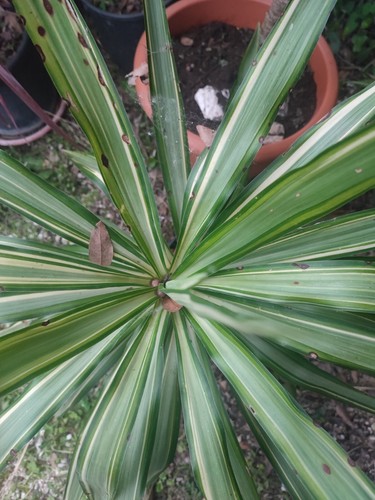Yucca guatemalensis variegata - yucca,