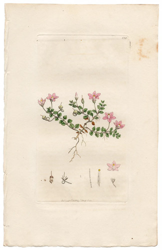 Antica botanica inglese - , 1798