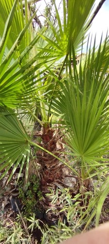 Palma washingtonia altezza - washingtonia,
