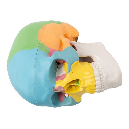 Modelli anatomici teschio - 2,