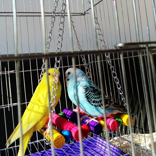 Amaca gabbia pappagallo