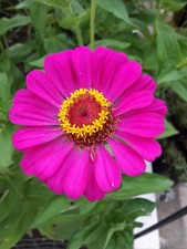 400 Semi Zinnia Elegans Dahlia