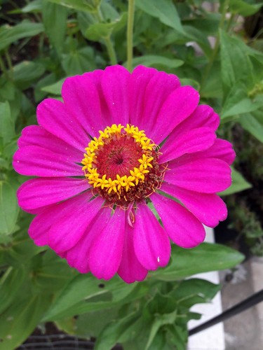 400 semi zinnia elegans - zinnia,