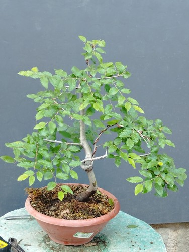 Bonsai carpino bianco 50x37cm - carpino,