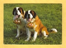 Cane cani San Bernardo Canile San Bernardo di Malters Svizzera viaggiata 1988