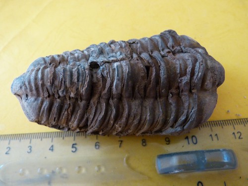 Trilobite colpocoryphe grandis - colpocoryphe,