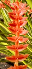 Dendrochillum Species Red