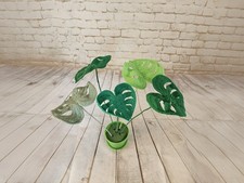 Fiori all’uncinetto Monstera