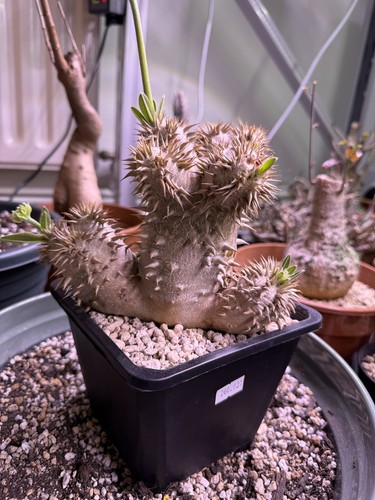 Grande pachypodium densiflorum - pachypodium,
