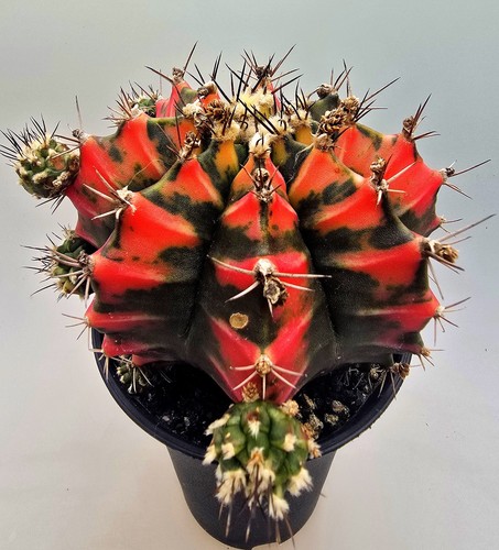 Grande cactus fantasiato - cactus,