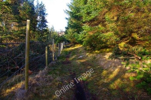 Photo 12x8 new deer fencing - photo,