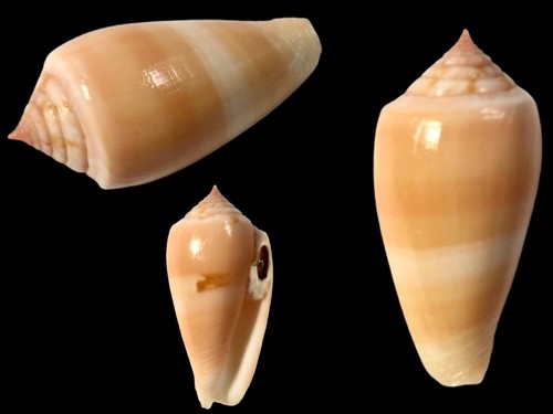 Conidae conus leobottoni - conus,
