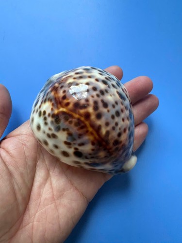 Cypraea tigris - 88,3,