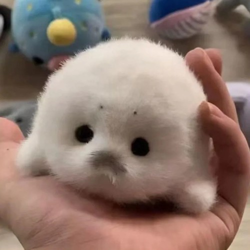 Seal plush keychain - keychain, bag