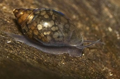 Lumaca per acquario - 10, e