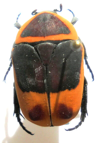 Pachnoda marginata ssp - pachnoda,