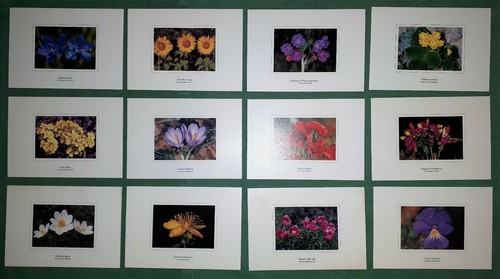 Cartoline vintage fiori dal - cartoline,
