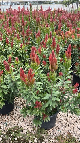 Callistemon red rocket vaso - rocket,