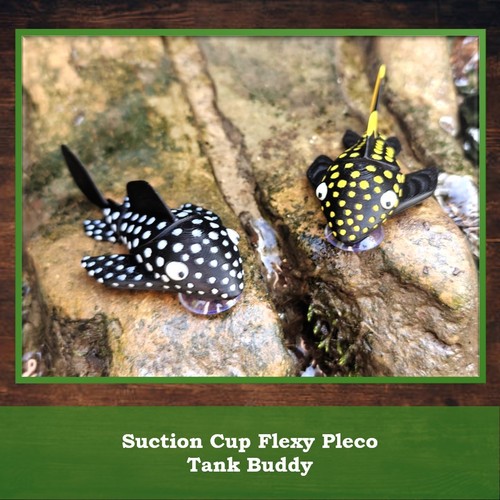 Golden nugget snowball pleco - golden, &