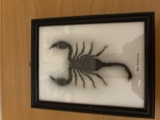 Scorpione  Amazzonia Imbalsamato In Teca