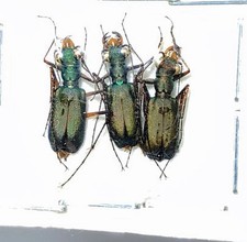 CICINDELA Heptodonta pulchella