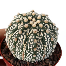 Astrophytum asterias OIBBO x