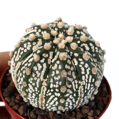 Astrophytum asterias oibbo - astrophytum,