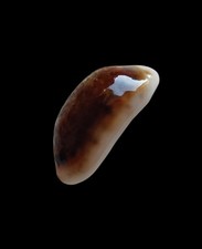 SHELL CYPRAEA LISTERI MELVILLI mm.19,8 melanistic and rostrated AUSTRALIA 