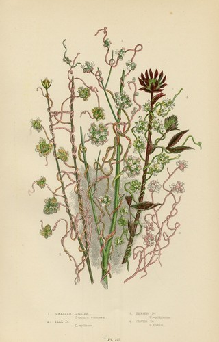 Stampa botanica antica 1899 - stampa,