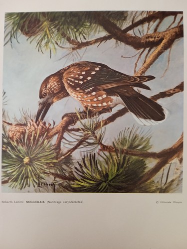Nocciolaia roberto lemmi - roberto,