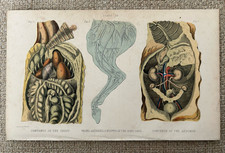 Stampa antica anatomia cavallo
