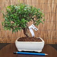 Bonsai di Melograno h 29cm