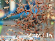 50.000+ uova di gamberetti