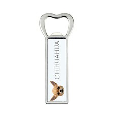 Chihuahua A Pelo Corto